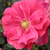 Roze - Bodembedekkende rozen - Vanity